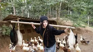 В преддверии китайского Нового года на рынок поступило новое стадо уток.