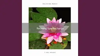 Unique Meditation with Unique Forrest Noises pt. 4