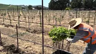 The Duarte Nursery Magnum Grapevine