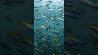 秋の伊東白根タカベ玉