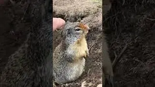 Ground squirrel - lack of sense of dangerous