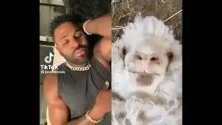 sheep screaming at guy meme