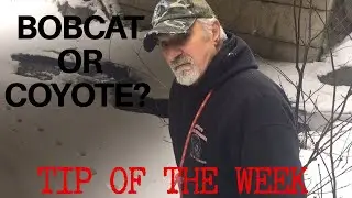 Maine Bobcat Hunting Tip of the Week #1 from Sam Natole