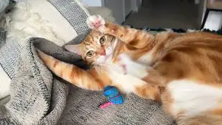 My cat's reaction when seeing a bird outside