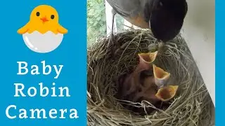 Robin Nest Camera - June 19, 2025 🪺 Baby bird livestream 🐣🐣🐣