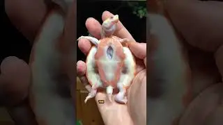 Man Saves Turtle with Exposed Heart ❤️&zwj;🩹
