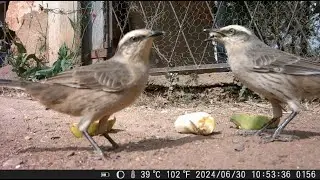 Casal de Sabi&aacute; do Campo grand&atilde;o no S&iacute;tio - C&acirc;mera de Trilha Mini 301