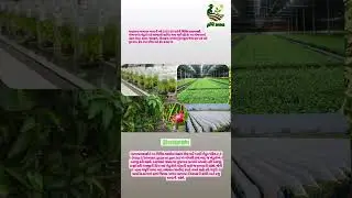 #horticulture #schemes #subsidy #gujarat #farmers #indian #gujarat #coldstorage #fruitcrops