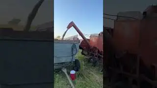 Combining oats with an Allis Chalmers all-crop 66B combine and D17 (2024) #smallgrains  ￼
