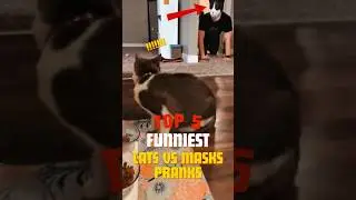 TOP 5 FUNNIEST Cats vs Masks PRANKS 😱😆