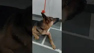 Sheru is emotional 😢😭 | GSD dog