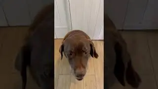 Chocolate Labrador Eating Sprat Fish Treats #labrador #chocolatelab #lab #chocolatelabrador #sprats