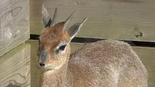 キルクディクディク (富士サファリパーク) 2018年11月24日