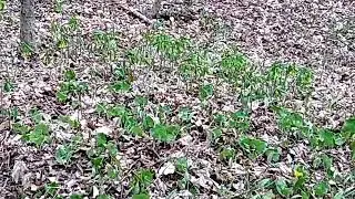 Early Spring Bellwort wildflowers along the trail in Schneider's Woods, Waterloo, Ontario.