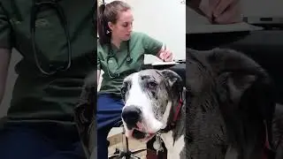 When you have a great dane dog #dog #pet #reaction #funny #foryou #animals #fyp #usa #viral #shorts