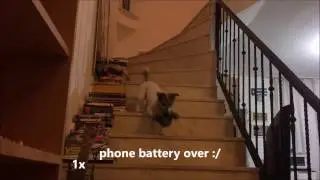 amazing dog training - bring it back - funny version / iammaylo
