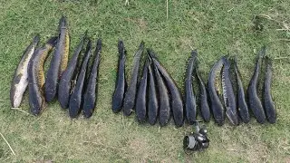 ලූල්ලු 19 🇱🇰 Snakehead fishing videos srilanka//fishing//Lula fishing//🇱🇰 srilanka//Frog🐸fishing//