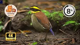 Birds of Europe and Asia &mdash; 8 Hours of Peaceful Forest Ambience in 4K