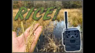 FLOODED RICE Just in Time for Duck Season | Setting up the Trail Camera to Scout Ducks #duckfarming