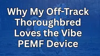 Why My Off-Track Thoroughbred Loves the Vibe PEMF Device