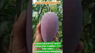 Indian & Exotic Variety Mango Plant #india #fruit #mango #gardening #fruitcutting #viral