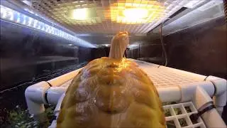 [151] New Basking Area for Rare Turtles in 325 Gallon Set Up