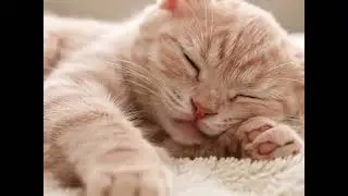 AI Cat Sleeping Peacefully | Hypnotic ASMR for Sweet Dreams #asmrsleep #catasmr #ai고양이