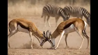 Into the Wild 4K | Animals of the Earth in Ultra HD