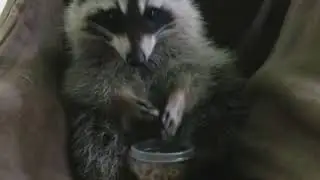 Raccoon Eating Snacks