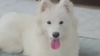 EHEYCIGA Dog Bed for Large Dogs | Better Sleep & Rest | Elevated Design Budget-Friendly Dog Bed
