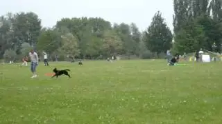 A real kite-flying dog