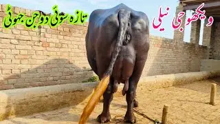 nili bar ki pure buffalo| top class buffalo in pakpattan animals tv |03060042917