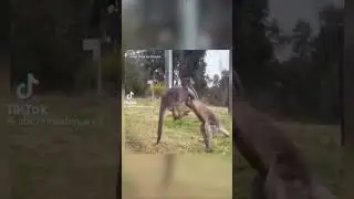 Kangaroo vs Kangaroo #edit #skull