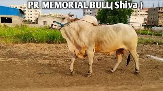PR MEMORIAL BULL( Shiva ) very powerful  Ongole cattles in Andhra Pradesh Ongole Bulls Edla pandalu
