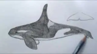 How to draw a basic Orca whale