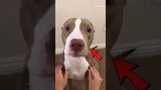 This Dog🐶 is NOT What You Think👀🧠 #dog #animals #shorts