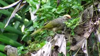 Straw-headed Bulbul (22Sep2014)
