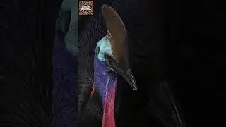 Voc&ecirc; Sabia que o CASUAR Odeia C&Atilde;ES e DINGOS? Pois eles s&atilde;o seus PREDADORES NATURAIS #birds #shorts