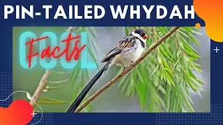 Pin-tailed Whydah facts 🦜 resident breeding bird in most of Africa south of the Sahara Desert 🌵
