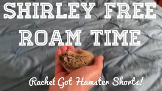 CUTE HAMSTER VIDEO 🥰// Shirley the Dwarf Hamster Free Roam Time On the Bed 🛌