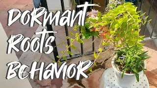 How do Dormant Orchid Roots function? | Water Nutrient Uptake | Velamen  & More! #ninjaorchids