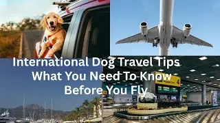 ***International Dog Travel Tips What You Need To Know Before You Fly***