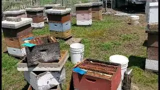 Michigan Honey Bees Equalization & Brood Frame Removal