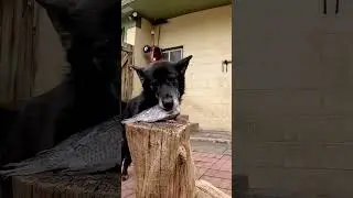 MASSIVE Wolfdog Eating a Fish #shorts