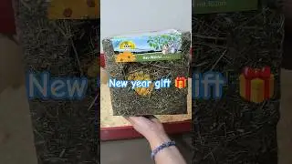 Guinea pigs get new year's present 🎁 #guineapig #cute #viral #trending #shorts #newyear #2026 #pets