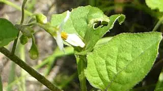 Garden nightshade - Solanum nigrum  - N&aacute;ttskuggabl&oacute;m - Poisonous Plants