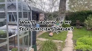 What’s growing in my self sufficient garden? ❤️