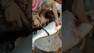 Amazing Big Silver Snapper Fish Cutting Live || #shorts #fish #fishing #food