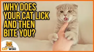 Why Does Your Cat Lick And Then Bite You? Here Is The Answer