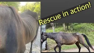 Starving horse rescue -West Virginia registered quarter horse